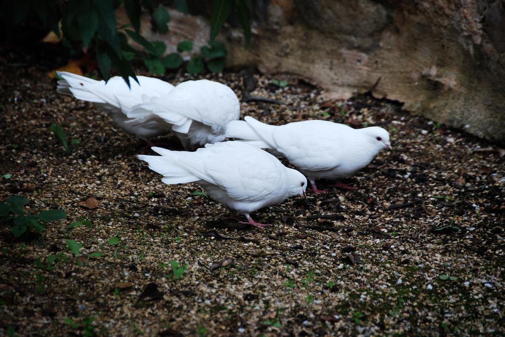 טנודה Jacobs Creek Retreat - Barossa Valley מראה חיצוני תמונה